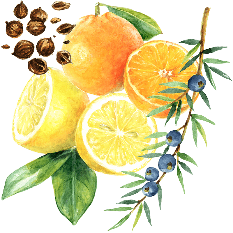 Orange, Lemon, Juniper & Corriander